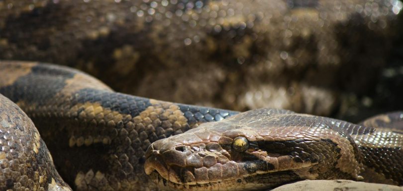 7 Essential Python Libraries Every Data Engineer Should Know