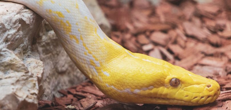 7 Essential Python Libraries Every Analytics Engineer Should Know