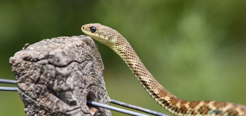 7 Essential Python Libraries Every Analytics Engineer Needs