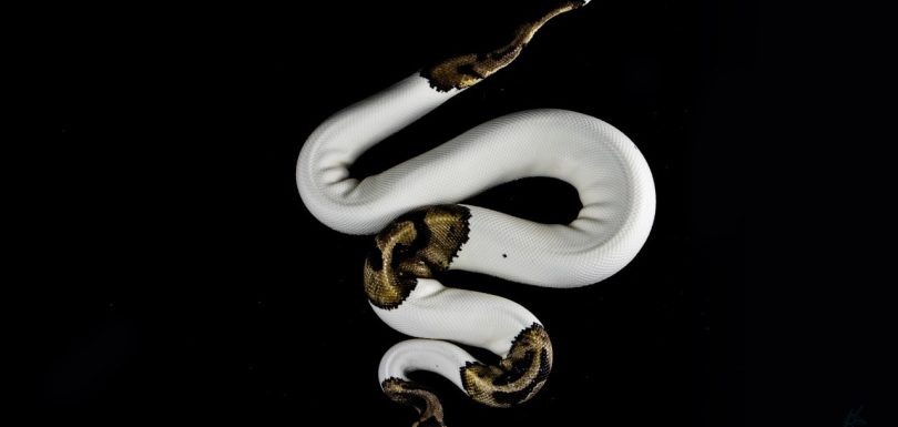 7 Essential Python Libraries Every Analytics Engineer Needs