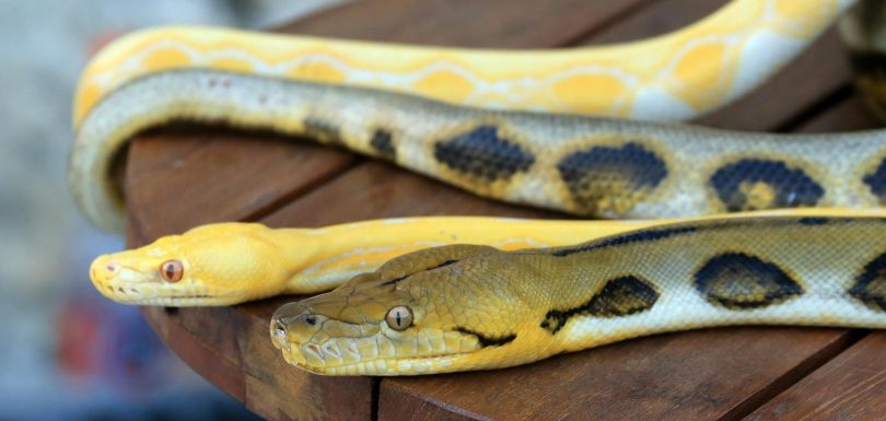 7 Essential Python Libraries for Analytics Engineers