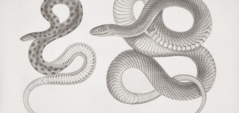 7 Essential Python Libraries for Analytics Engineers