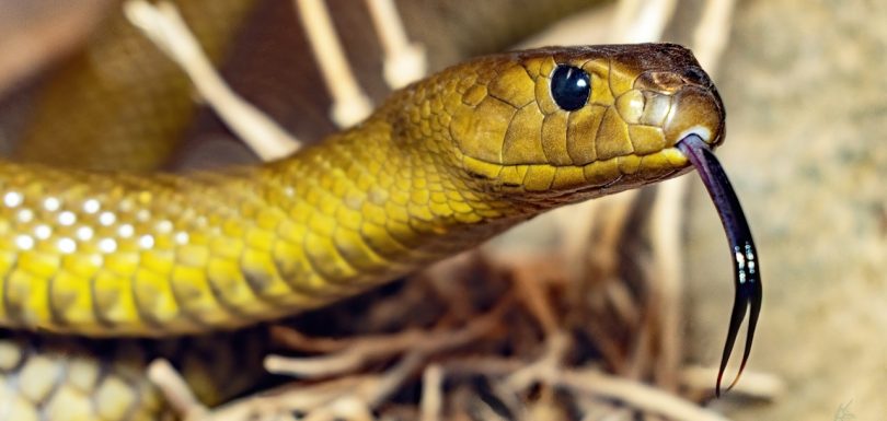 7 Essential Python Libraries for Every Analytics Engineer