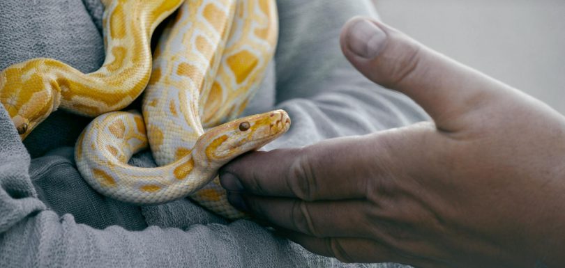 7 Essential Python Libraries for Every Data Analyst