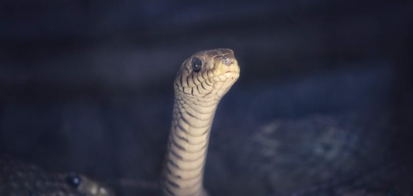 7 Essential Python Libraries for Every Analytics Engineer