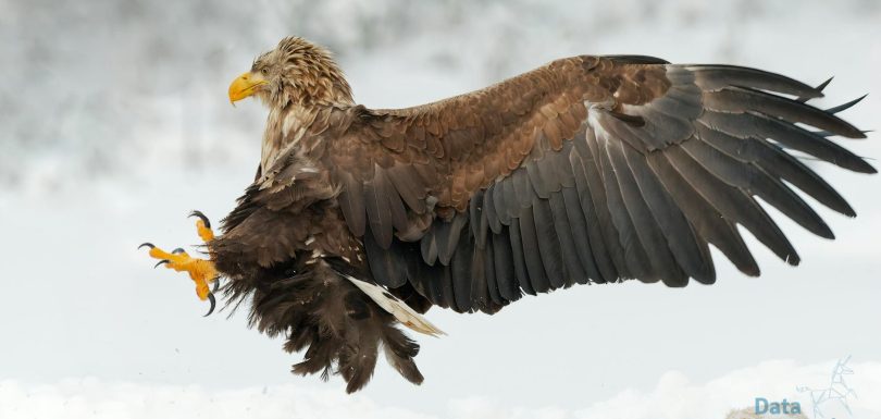 OpenMind OM1: The “Android” for Humanoid Robots