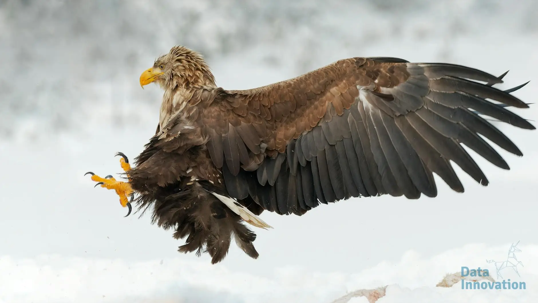 OpenMind OM1: The “Android” for Humanoid Robots