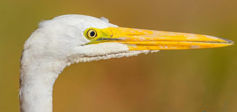 Springbot Enhances Identity Matrix and Boosts Marketing Arsenal with AI