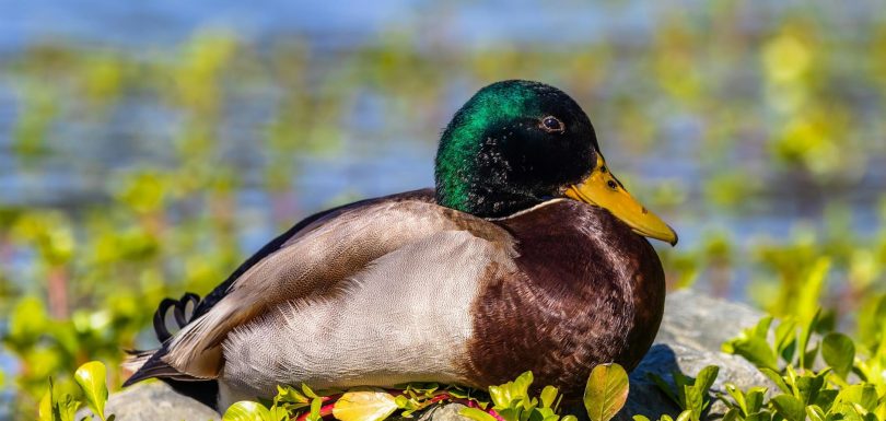 Springbot Enhances Marketing Suite with Identity Matrix and AI Boost