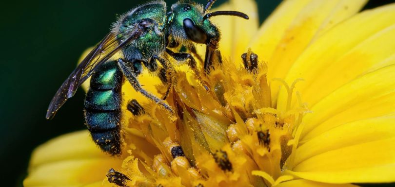 The Role of AI with Agency in Driving Business Growth in Australia