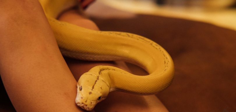 7 Bibliotecas de Python Esenciales para Todo Ingeniero de Analítica