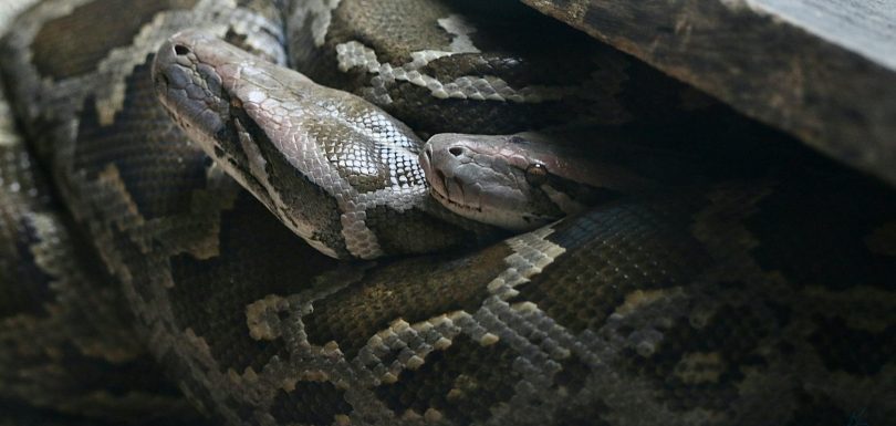 7 Bibliotecas de Python Esenciales para Todo Ingeniero de Analítica