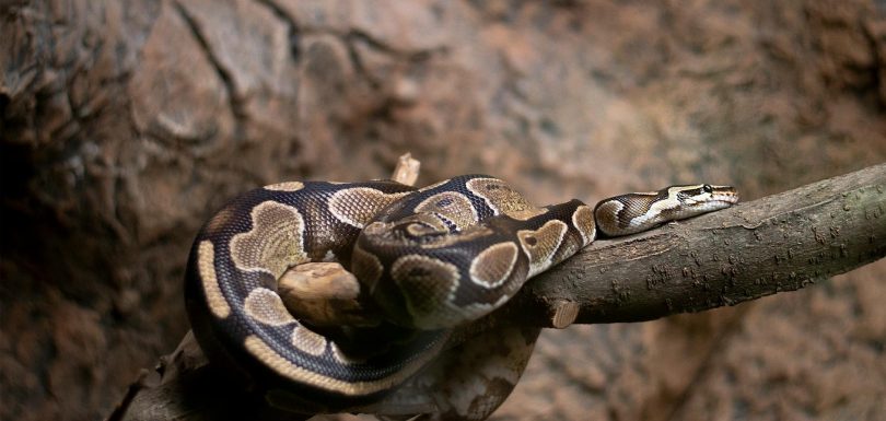 7 Bibliotecas de Python que Todo Ingeniero Analítico Debe Conocer