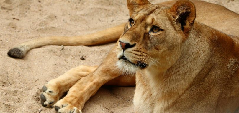 Centaur: la IA que predice cómo pensamos (y por qué eso importa)