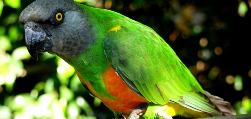 Senegal y la Fundación Gates firman acuerdo de 10 millones de dólares para acelerar la transformación digital