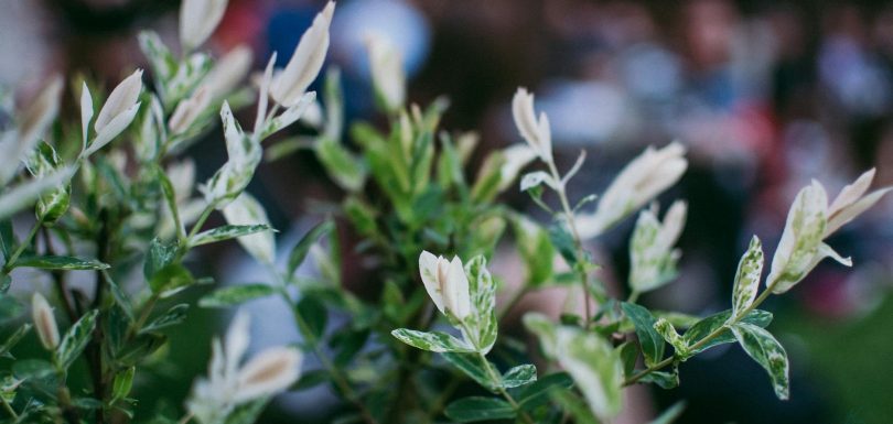 Springbot Integra Matriz de Identidad y Potencia su Arsenal de Marketing con IA